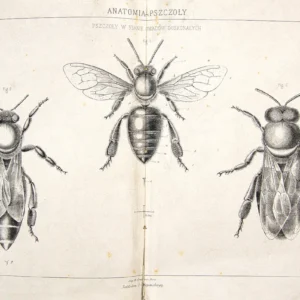 Anatomia Pszczół
