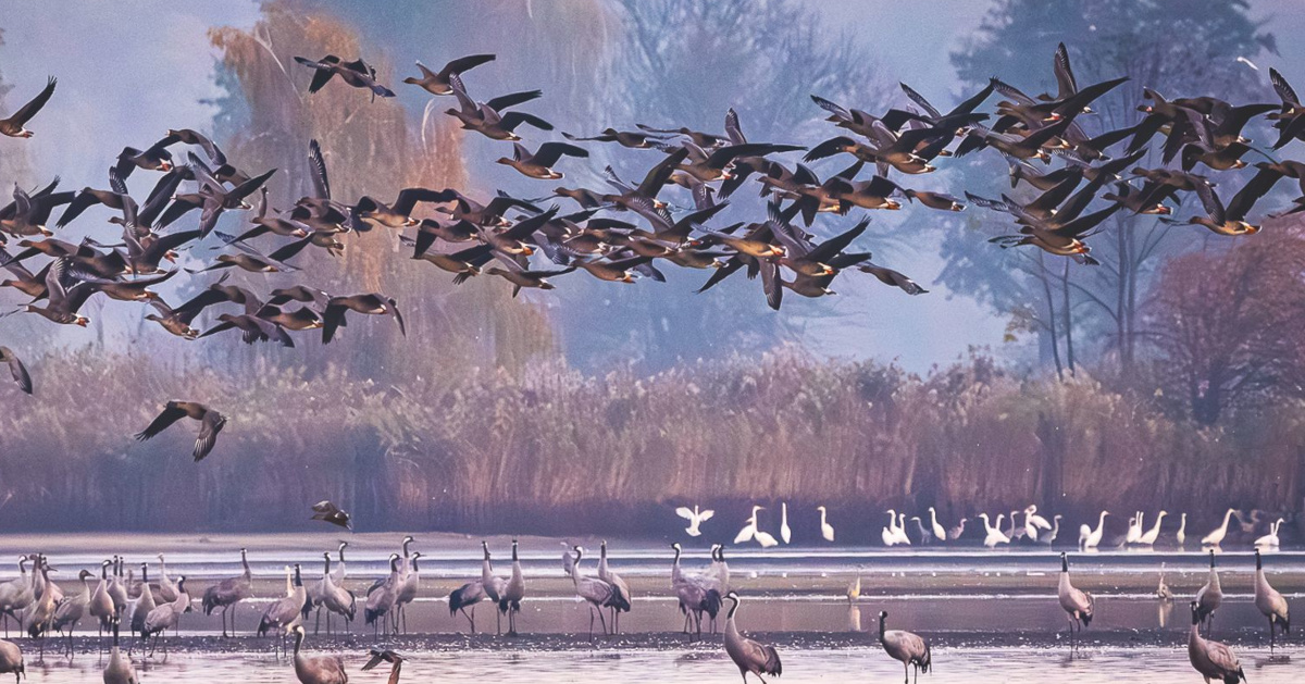 Aves - Elżbieta Rogaczewska-Czępińska w Małej Galerii Fotografii
